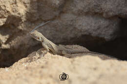 Image of Black agama