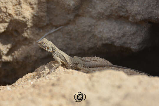 Image of Black agama