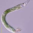 Plancia ëd Euglena mutabilis