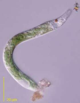 Image of Euglena mutabilis