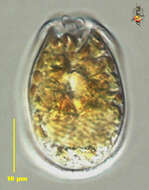 Imagem de Testudodinium testudo