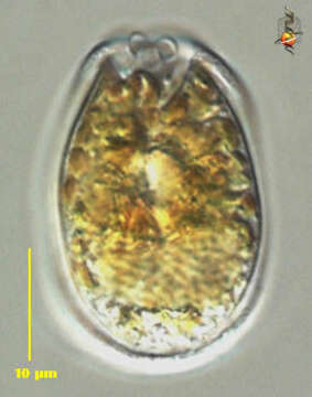 Testudodinium testudo resmi