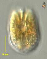 Image of Testudodinium testudo