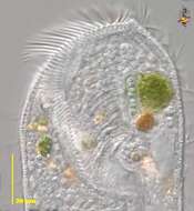 Image of Condylostomatidae