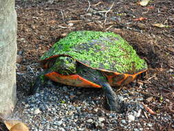 Pseudemys rubriventris (Le Conte 1830) resmi