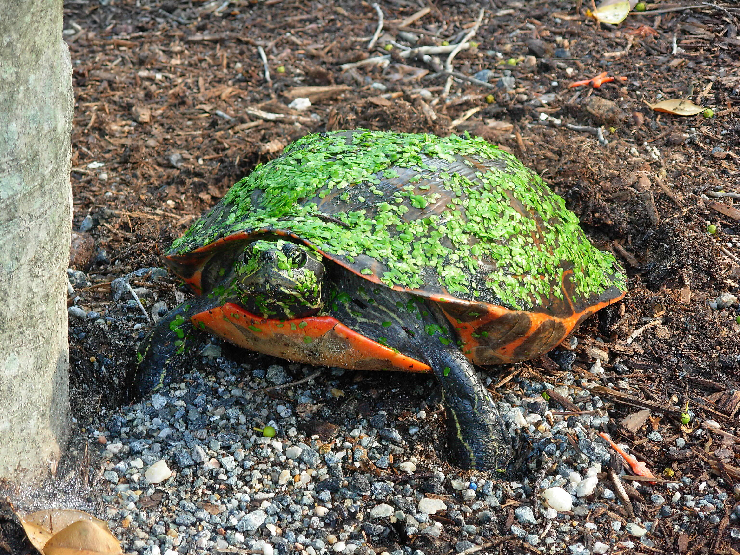 Pseudemys rubriventris (Le Conte 1830) resmi