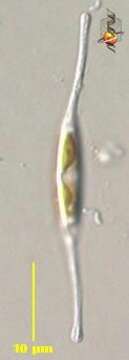 Image of Cylindrotheca