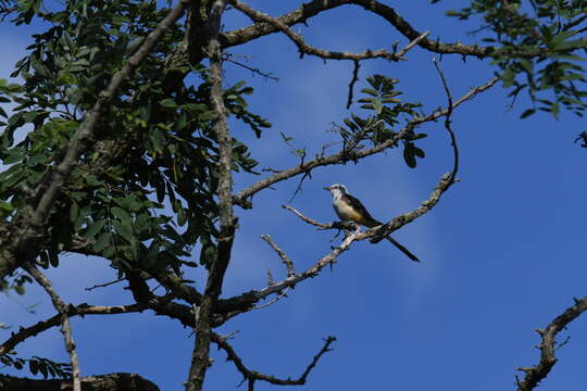 Image of Scissor-tailed Flycatcher