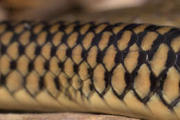 Image of Chinese Ratsnake