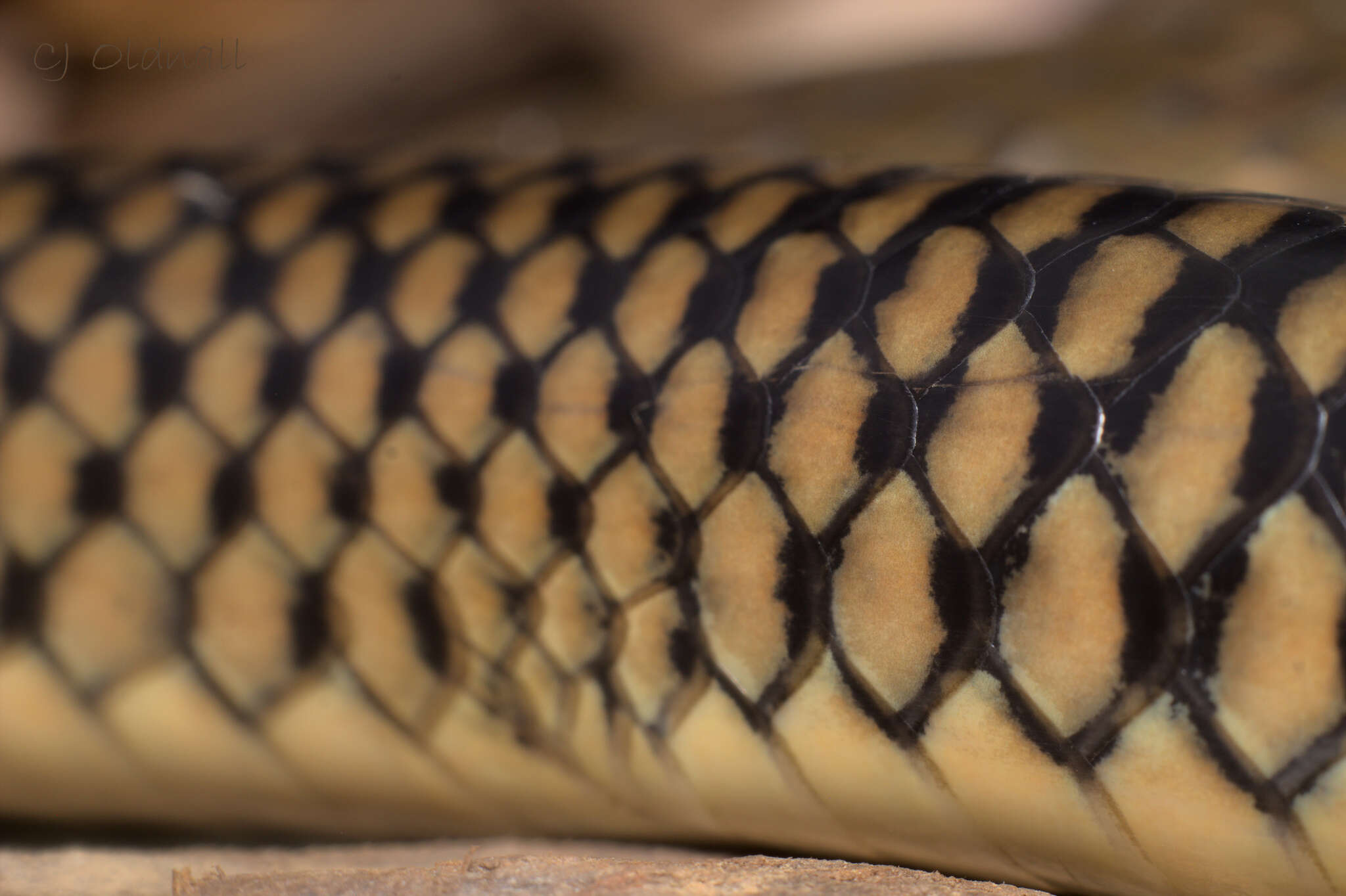 Image of Chinese Ratsnake