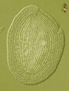 Image of Litonotidae