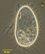 Image of Pleuronematidae