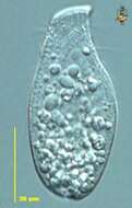 Image of unclassified Heterolobosea