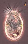 Image of Oligotrichia