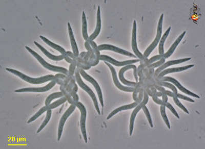 Image of Selenastraceae