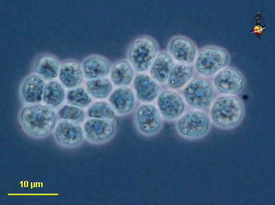 صورة Thraustochytriaceae