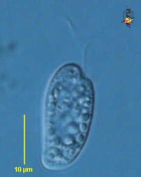 Image of Cryptomonas paramecium