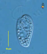 Image of Cryptophyta