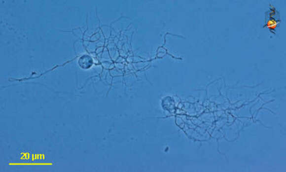 صورة Chytriomyces