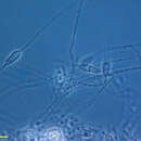 صورة Cladochytrium