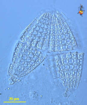 Colepidae resmi