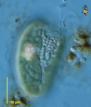 Image of Cryptista