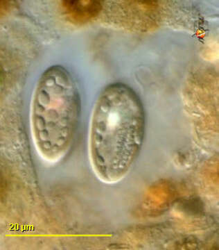 Image of Cryptista