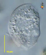 Image of Epalxellidae