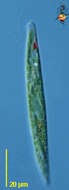Image of Phacaceae