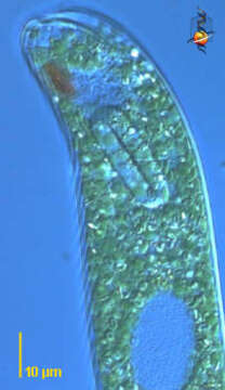 Image of Lepocinclis oxyuris