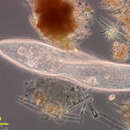 Image of Paramecium caudatum