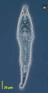 Image of Bdelloidea