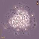 Nephrococcus Y.-Y. Li 1984 resmi