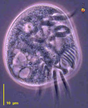 Image of Aspidiscidae