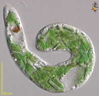 Image of Euglena mutabilis