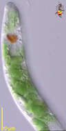 Image of Euglena mutabilis