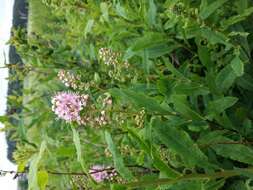 Слика од Spiraea salicifolia L.