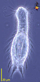 Image of gastrotrichs