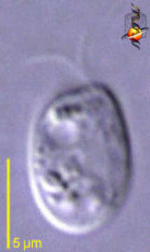 Image of Cyathomonadacea