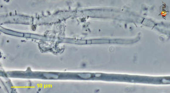 Image of fungus