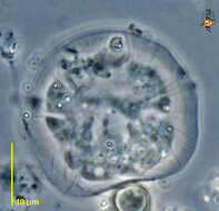 Image of Microchlamys