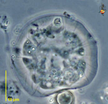 Image of Microchlamys