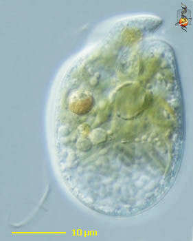 Image of Amphidinium Claperède & Lachmann 1859