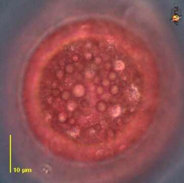 Chromatiales resmi