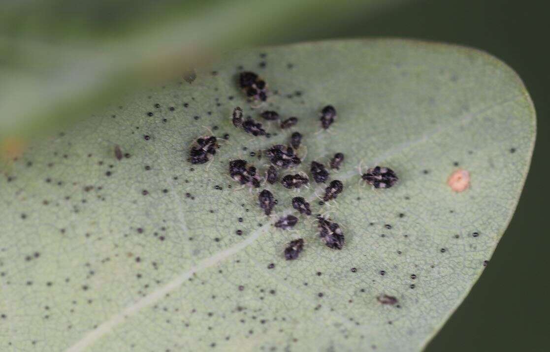 Image of Oak Lace Bug