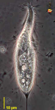 Image of Stichotricha Perty 1849