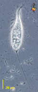 Image of Spirofilidae