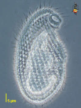 Image of Cryptopharyngidae