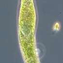 Imagem de Euglena deses