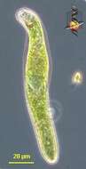 Image de Euglena deses